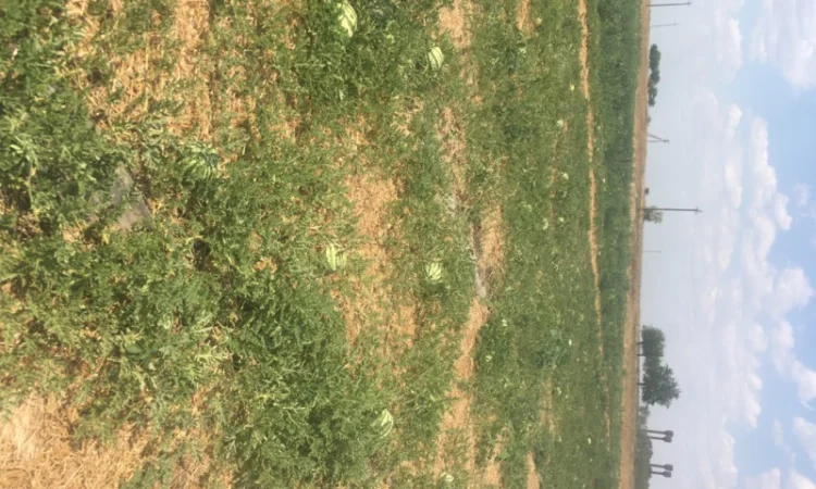 Продам Арбуз продюсер, опт с поля ціна 3грн - фото № 3