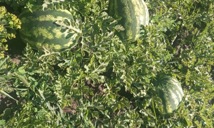 Продам кавун сорт Карістан - фото № 1