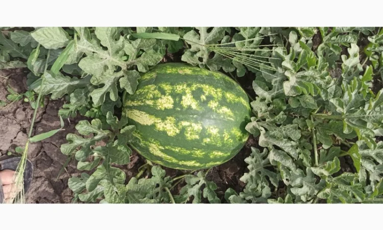 Продам арбуз руби - фото № 1