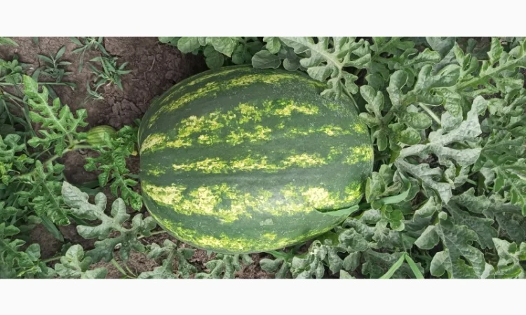 Продам арбуз руби - фото № 2