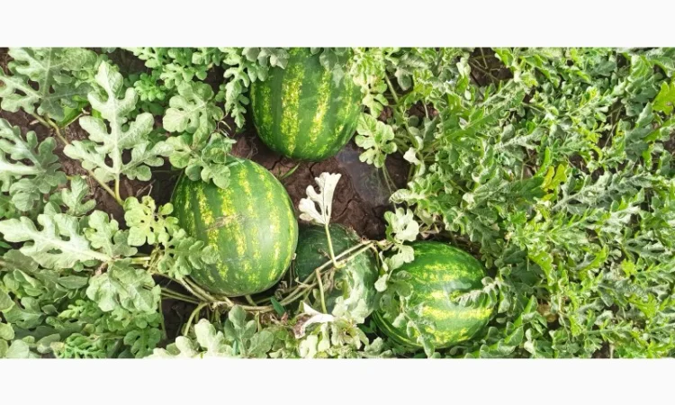 Продам арбуз руби - фото № 3