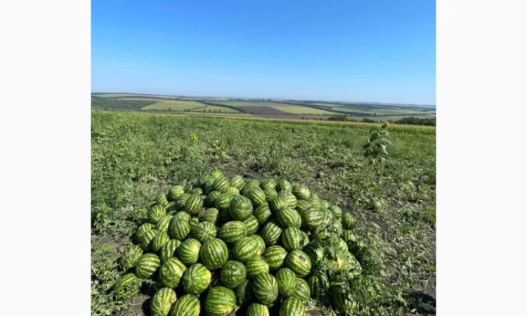 Продам Кавун, КАРІСТАН" - фото № 1