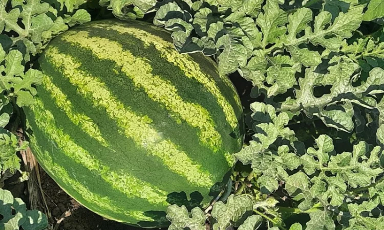 Продам арбуз - фото № 2