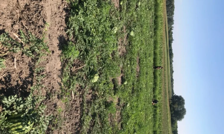 Продам кпвуни - фото № 1