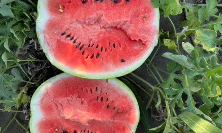 Продам кавун Талісман 4-12 кг - фото № 1