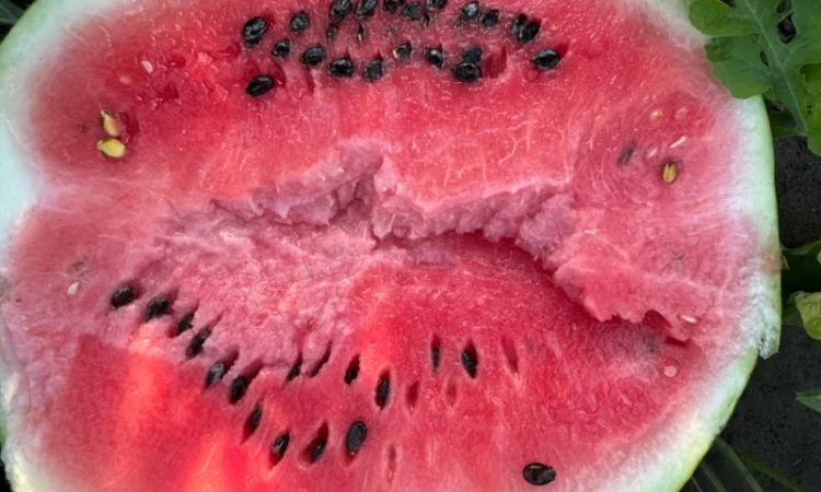 Продам кавун Талісман 4-12 кг - фото № 2