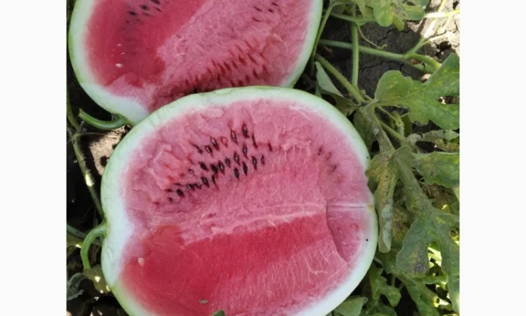 Продам с поля сорт Талисман - фото № 1