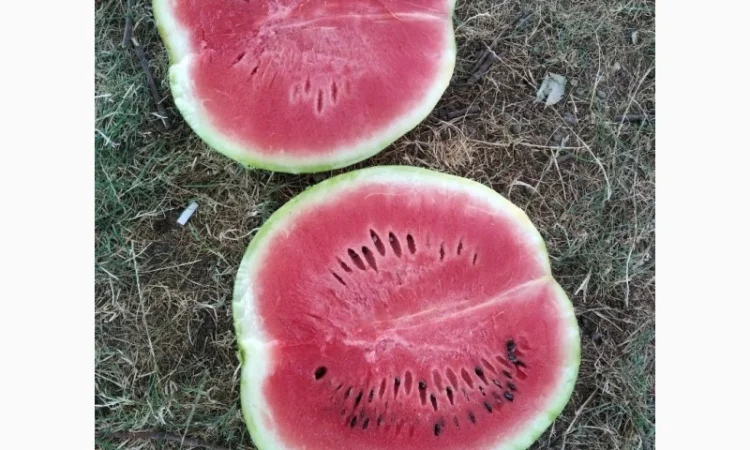 Продам с поля сорт Талисман Каристан Максимус - фото № 1