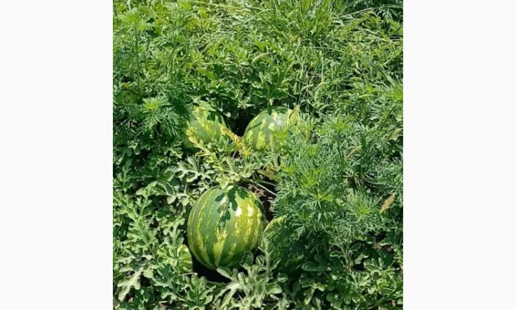 Продам арбуз оптом с поля - фото № 1
