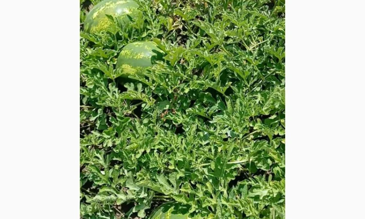 Продам арбуз оптом с поля - фото № 2