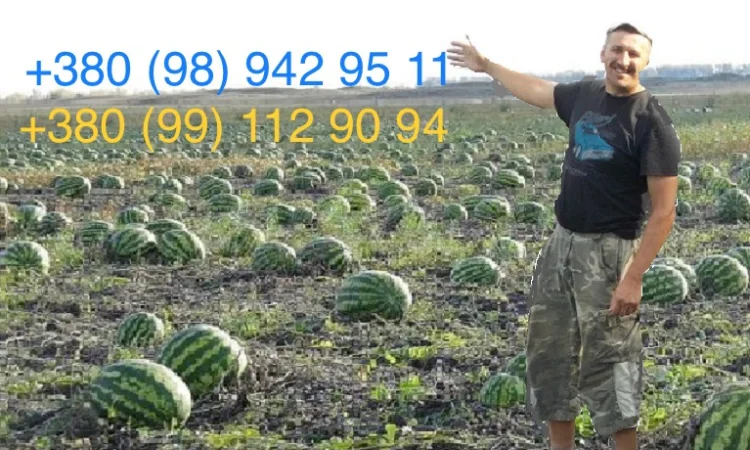 Продам солодкий, свіжий кавун зразу з поля. Опт - фото № 1