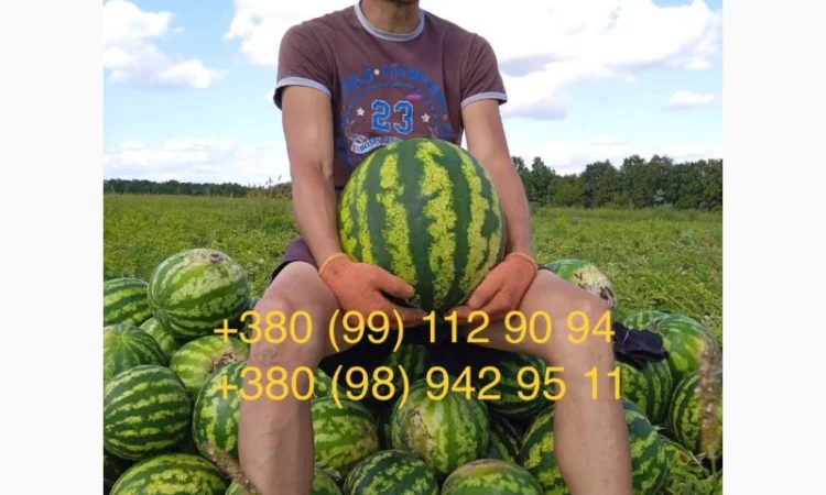 Продам солодкий, свіжий кавун зразу з поля. Опт - фото № 3