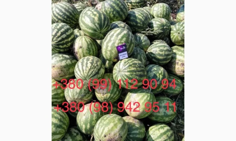 Продам Кавун 2- 4 кг опт 3 грн - фото № 1