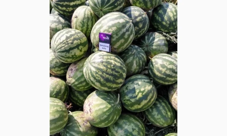 Продаю Кавун 2-4 кг оптом - фото № 2