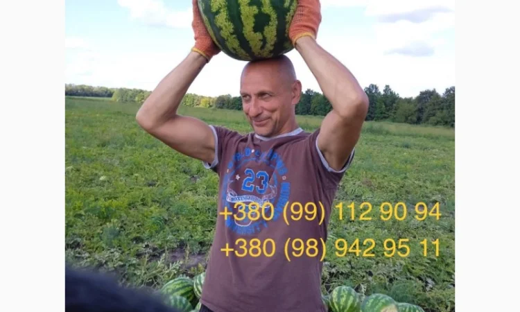 Продам солодкий кавун з поля. Опт - фото № 1