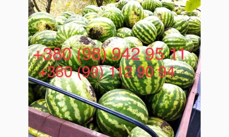 Продам солодкий кавун з поля. Опт - фото № 2