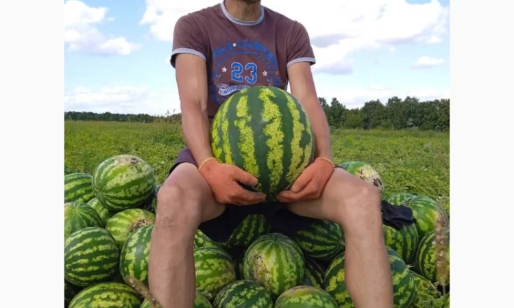 Продам солодкий кавун з поля. Опт - фото № 3