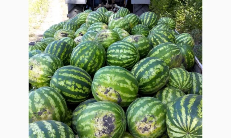 Продам солодкий смачний кавун. Опт.зразу з поля - фото № 2