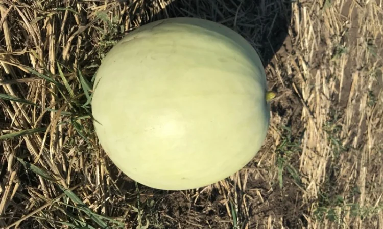 Продам арбуз с поля с Братское Днепропетровская - фото № 2