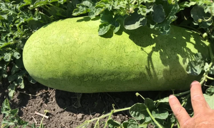 Продам свой арбуз (черный, белый длинный, полосатый) - фото № 2