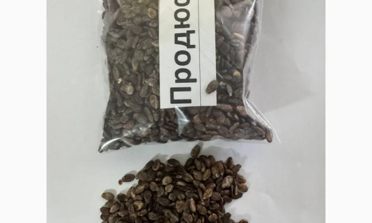 Насіння кавунів від виробника - фото № 1