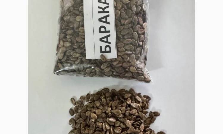 Насіння кавунів від виробника - фото № 3