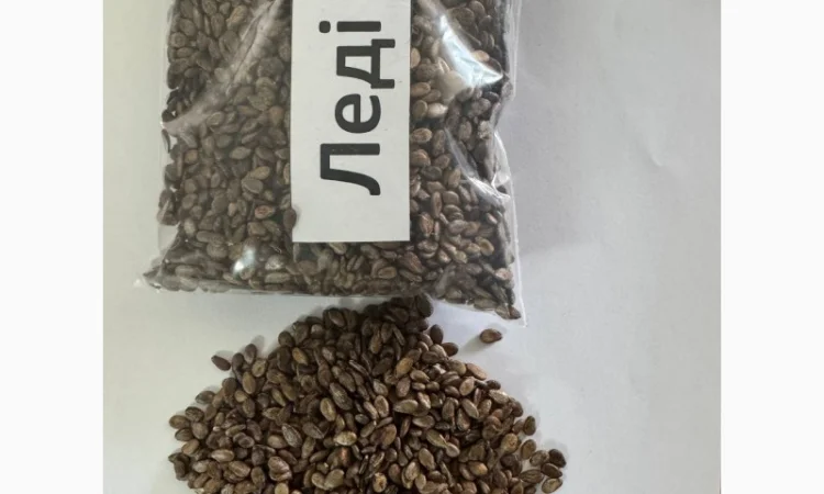 Насіння кавунів від виробника - фото № 4