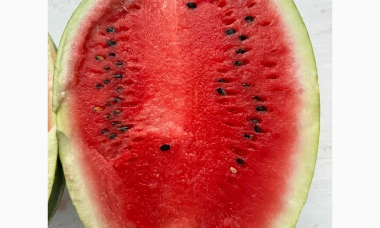 Продам кавуни Карістан 20т дуже солодкі та смачні у Новомосковському рні Дніпропетр.обл - фото № 1