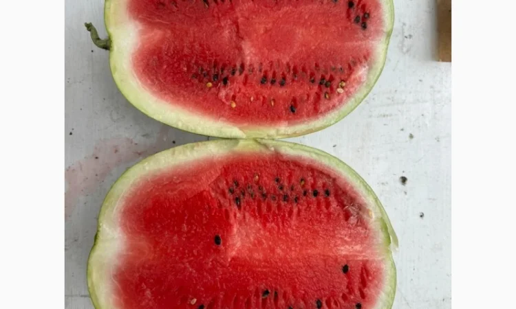 Продам кавуни Карістан 20т дуже солодкі та смачні у Новомосковському рні Дніпропетр.обл - фото № 2