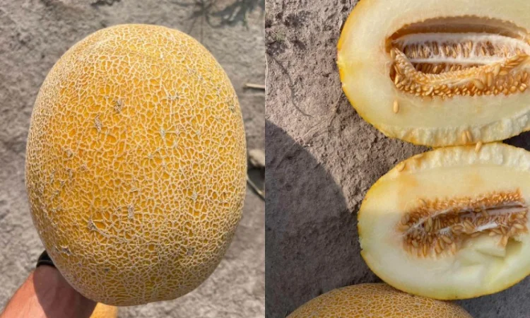 Продам Диню! Мілкий та великий гурт від виробника - фото № 1