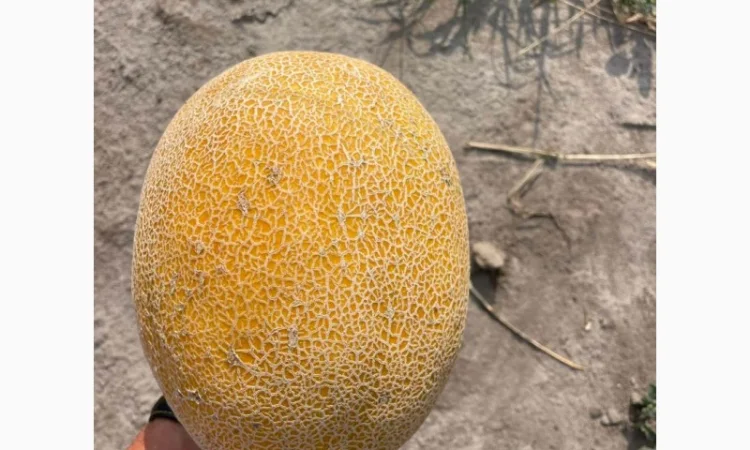 Продам Диню! Мілкий та великий гурт від виробника - фото № 2