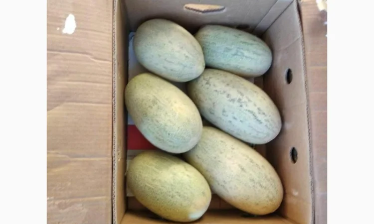 Дыня Торпеда - фото № 1