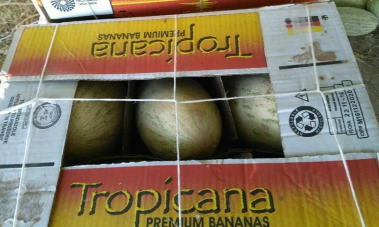 Дыня Торпеда - фото № 2