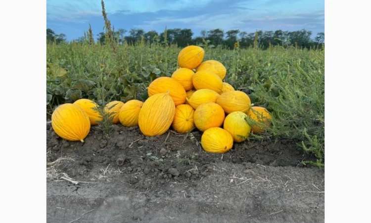 Продам диню наполетано гіалло миколаївська область - фото № 1