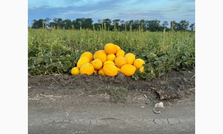 Продам диню наполетано гіалло миколаївська область - фото № 2