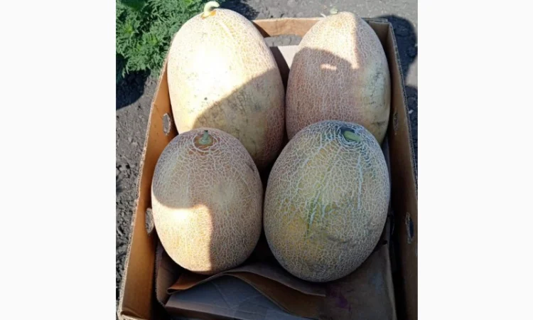 Продам солодку діню, гурт - фото № 1