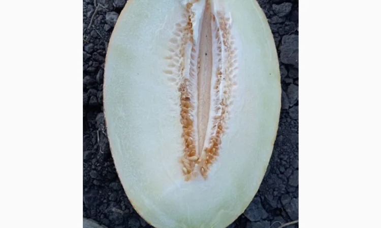 Продам солодку діню, гурт - фото № 2