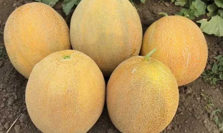 Продам солодку діню, гурт - фото № 3