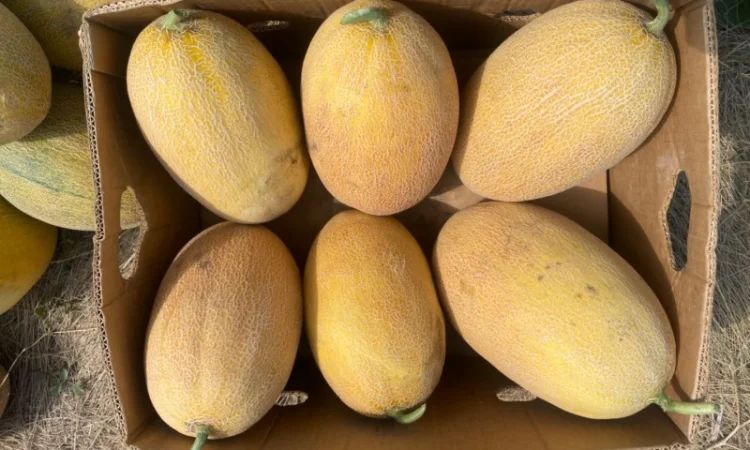 Куплю/Продам - фото № 2