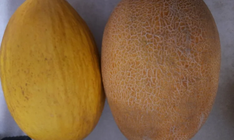 Продам дыню - фото № 1