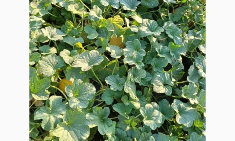 Продам дыню - фото № 2