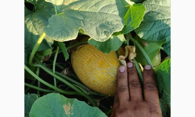 Продам дыню - фото № 3