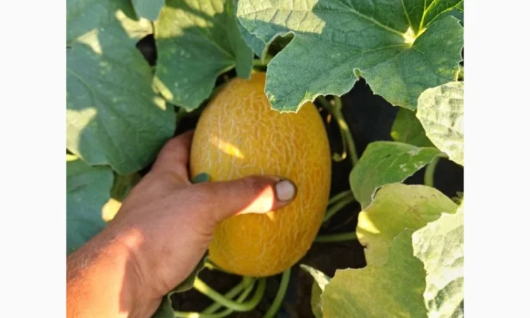 Продам дыню - фото № 4