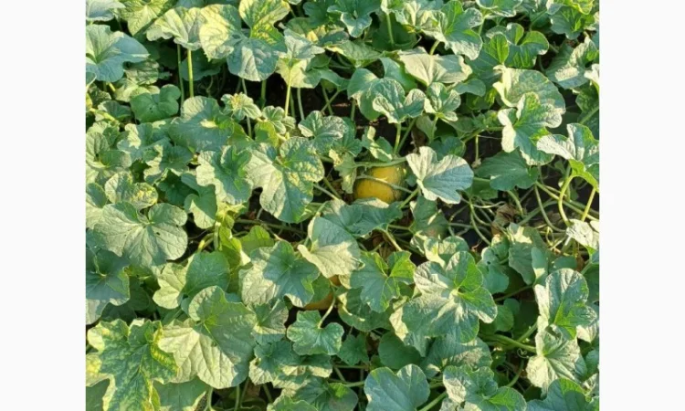 Продам дыню - фото № 5