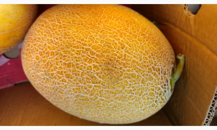 Продам диню Сара F1 - фото № 2