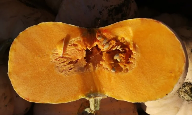 Продам Тыкву - фото № 2