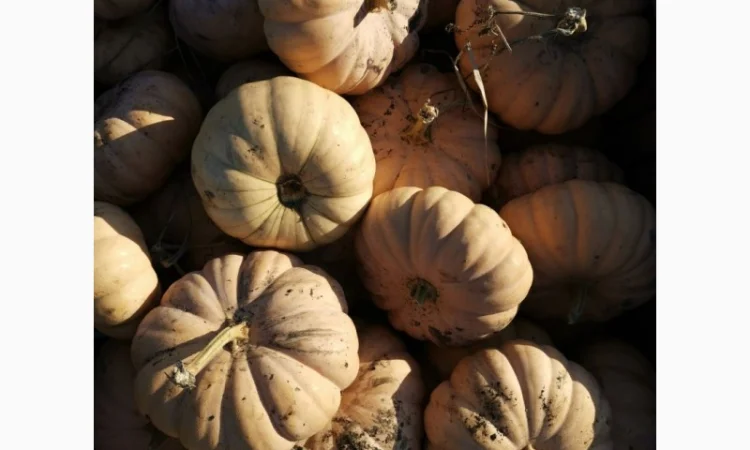 Продам Тыкву - фото № 3