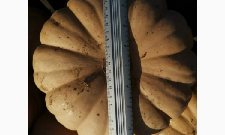 Продам Тыкву - фото № 7