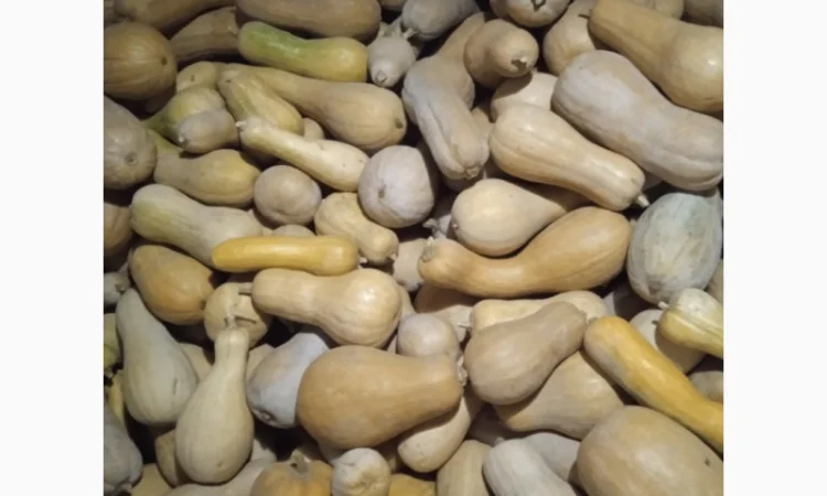 Продам Гарбузи - фото № 1