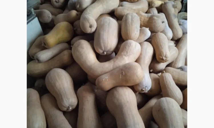 Продам Гарбузи - фото № 10